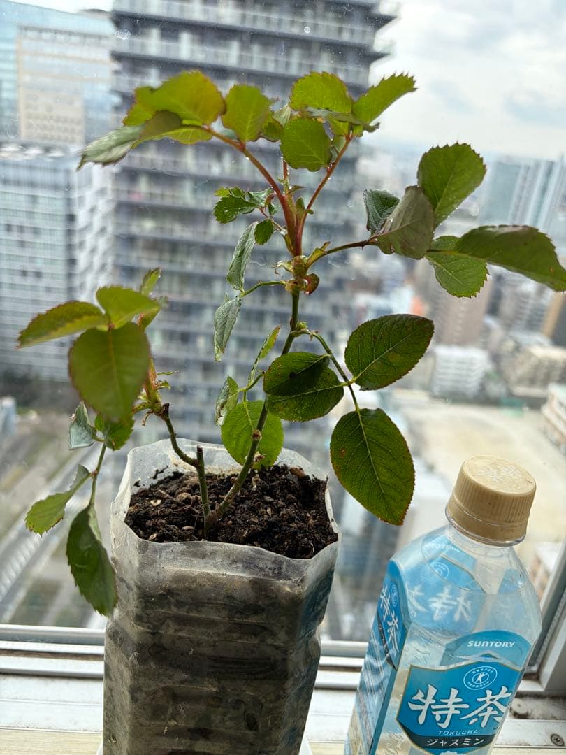 超強香！超強健！巨大輪 手間要らず名門のフレンチローズ バラ苗