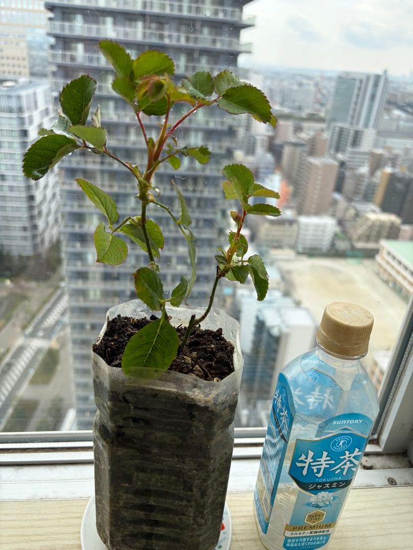 超強香！超強健！巨大輪 手間要らず名門のフレンチローズ バラ苗