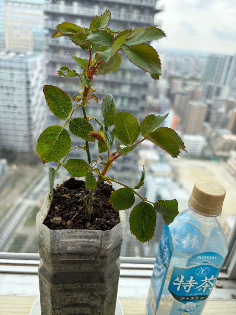 超強香！超強健！巨大輪 手間要らず名門のフレンチローズ バラ苗