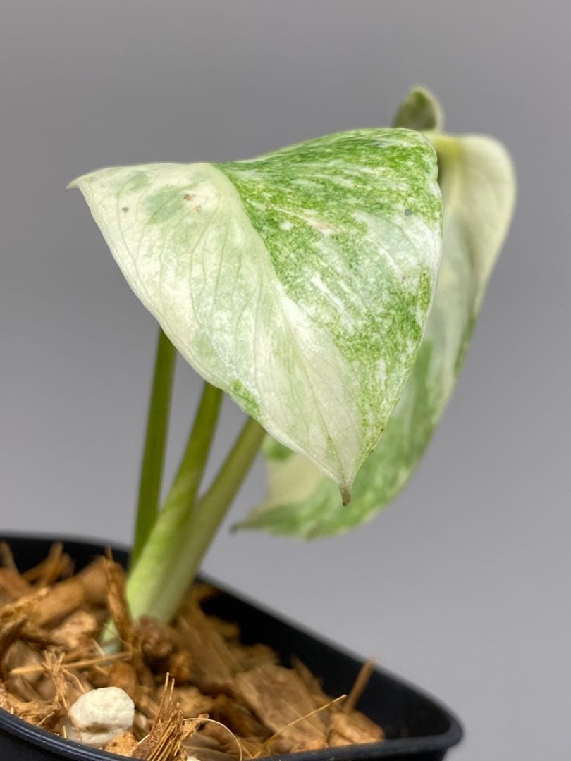 さ*ー様 ①【バランス最高✨】モンステラ　デリシオーサ　レガシー　斑入り　希少