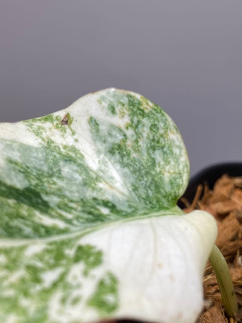 さ*ー様 ①【バランス最高✨】モンステラ　デリシオーサ　レガシー　斑入り　希少