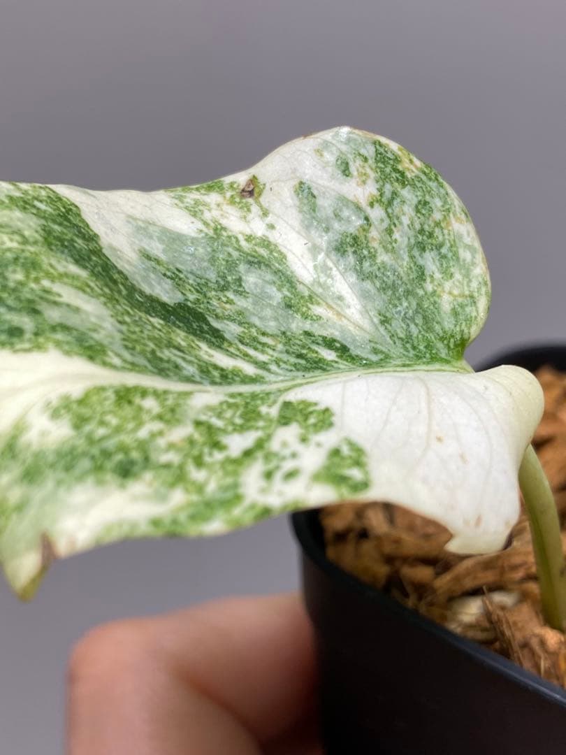 さ*ー様 ①【バランス最高✨】モンステラ　デリシオーサ　レガシー　斑入り　希少