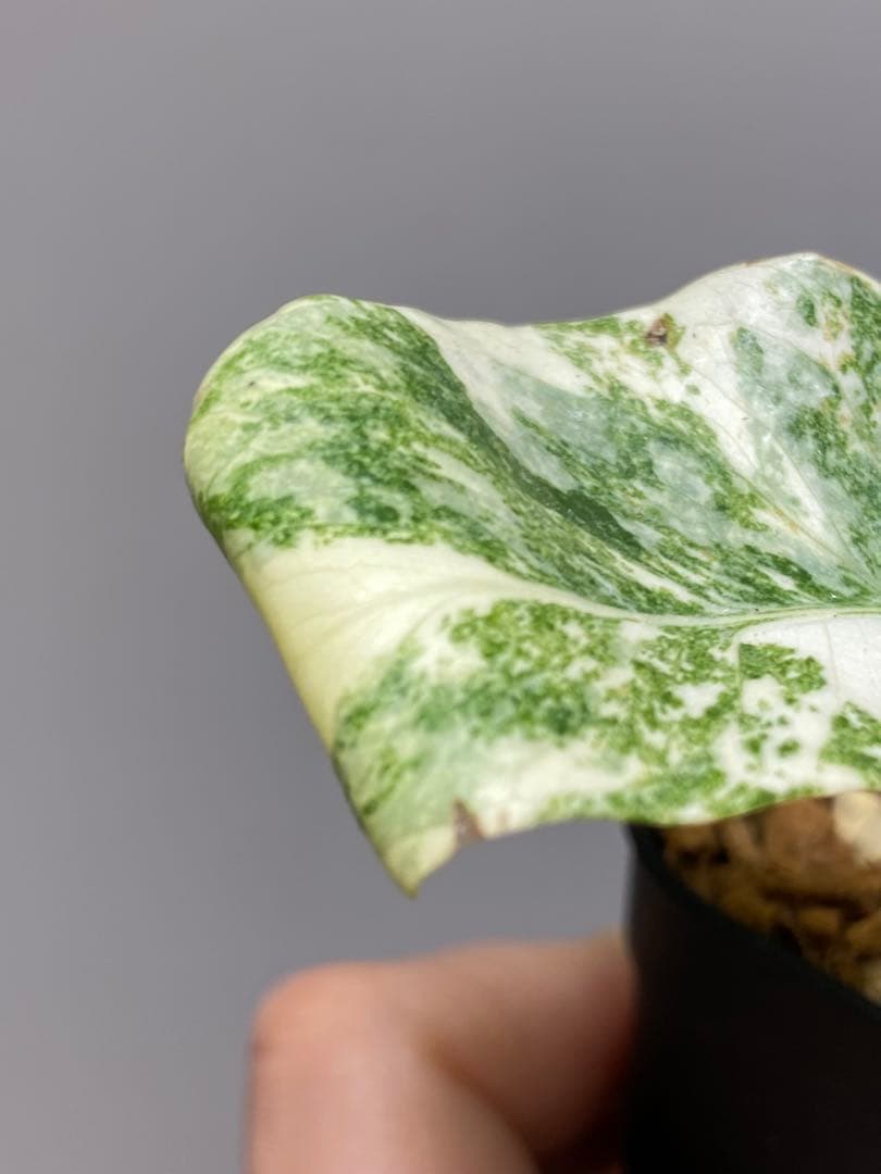 さ*ー様 ①【バランス最高✨】モンステラ　デリシオーサ　レガシー　斑入り　希少