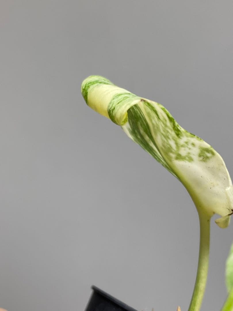 さ*ー様 ①【バランス最高✨】モンステラ　デリシオーサ　レガシー　斑入り　希少