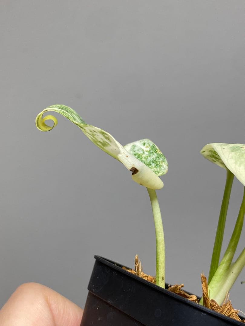 さ*ー様 ①【バランス最高✨】モンステラ　デリシオーサ　レガシー　斑入り　希少