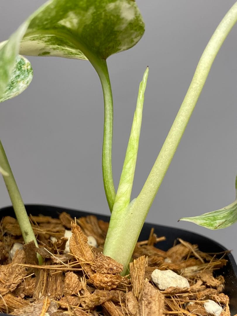 さ*ー様 ①【バランス最高✨】モンステラ　デリシオーサ　レガシー　斑入り　希少