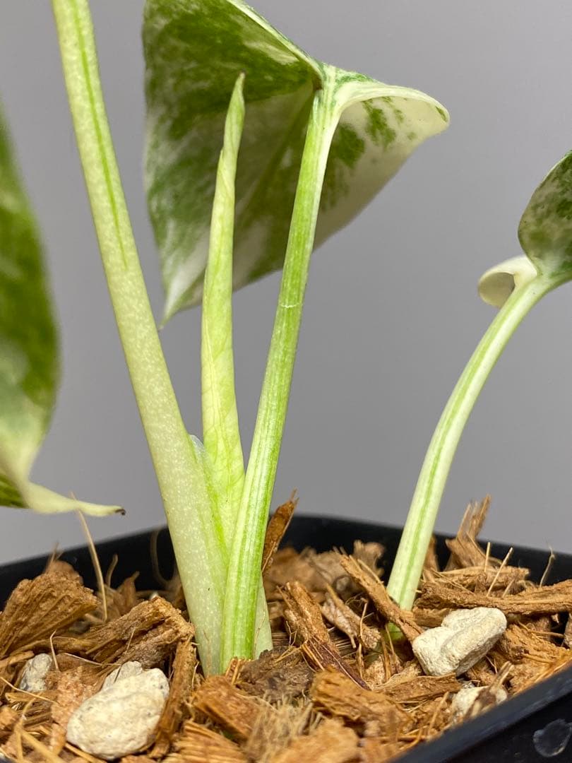 さ*ー様 ①【バランス最高✨】モンステラ　デリシオーサ　レガシー　斑入り　希少