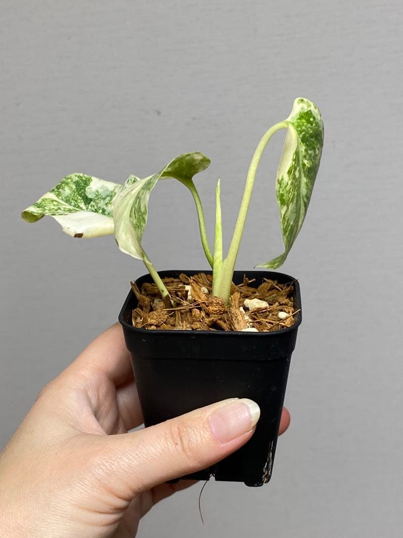 さ*ー様 ①【バランス最高✨】モンステラ　デリシオーサ　レガシー　斑入り　希少