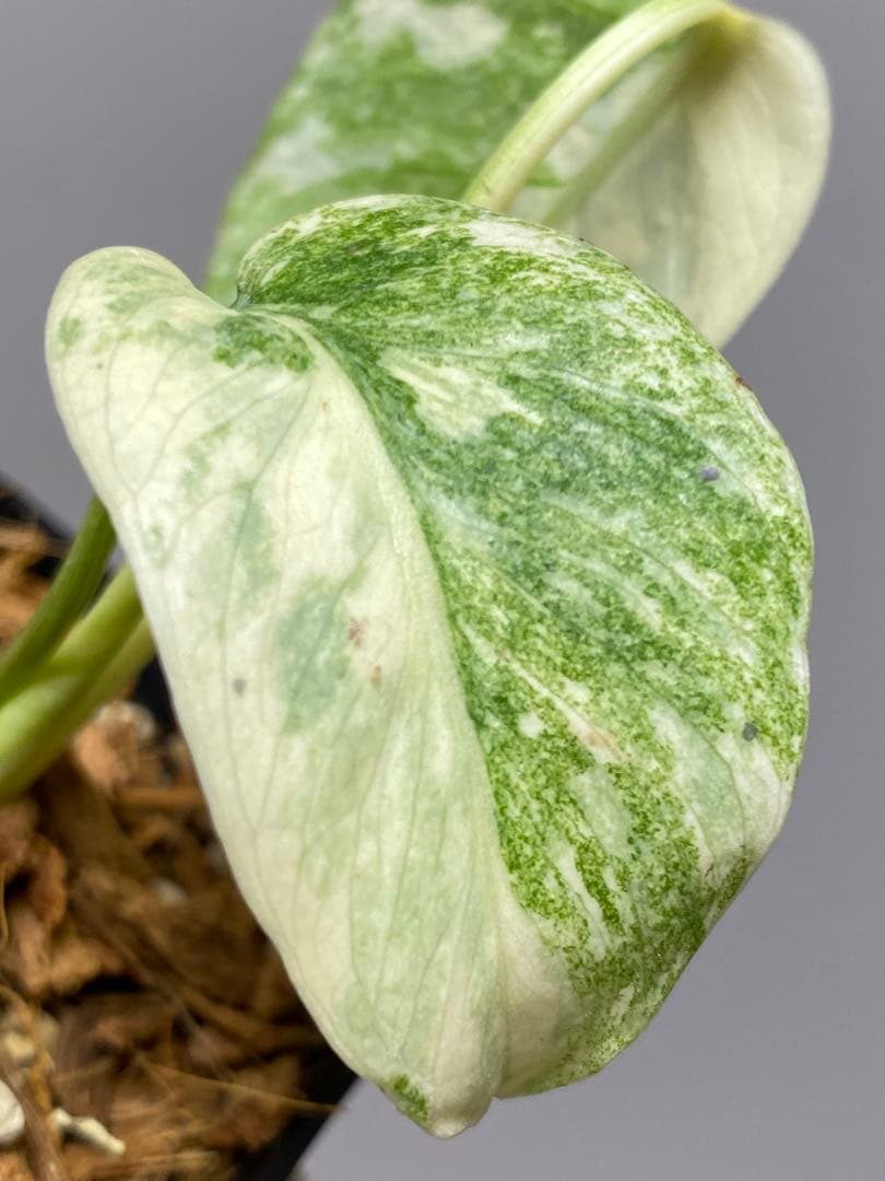 さ*ー様 ①【バランス最高✨】モンステラ　デリシオーサ　レガシー　斑入り　希少