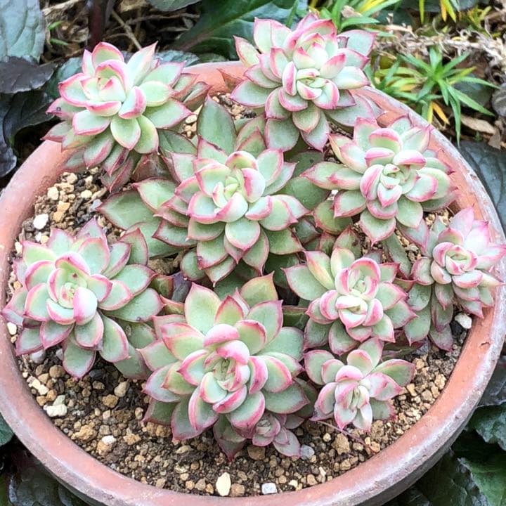 多肉植物　女雛錦　群生