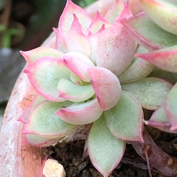 多肉植物　女雛錦　群生