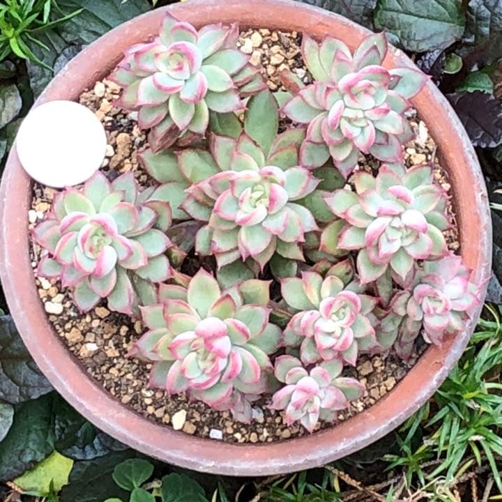 多肉植物　女雛錦　群生