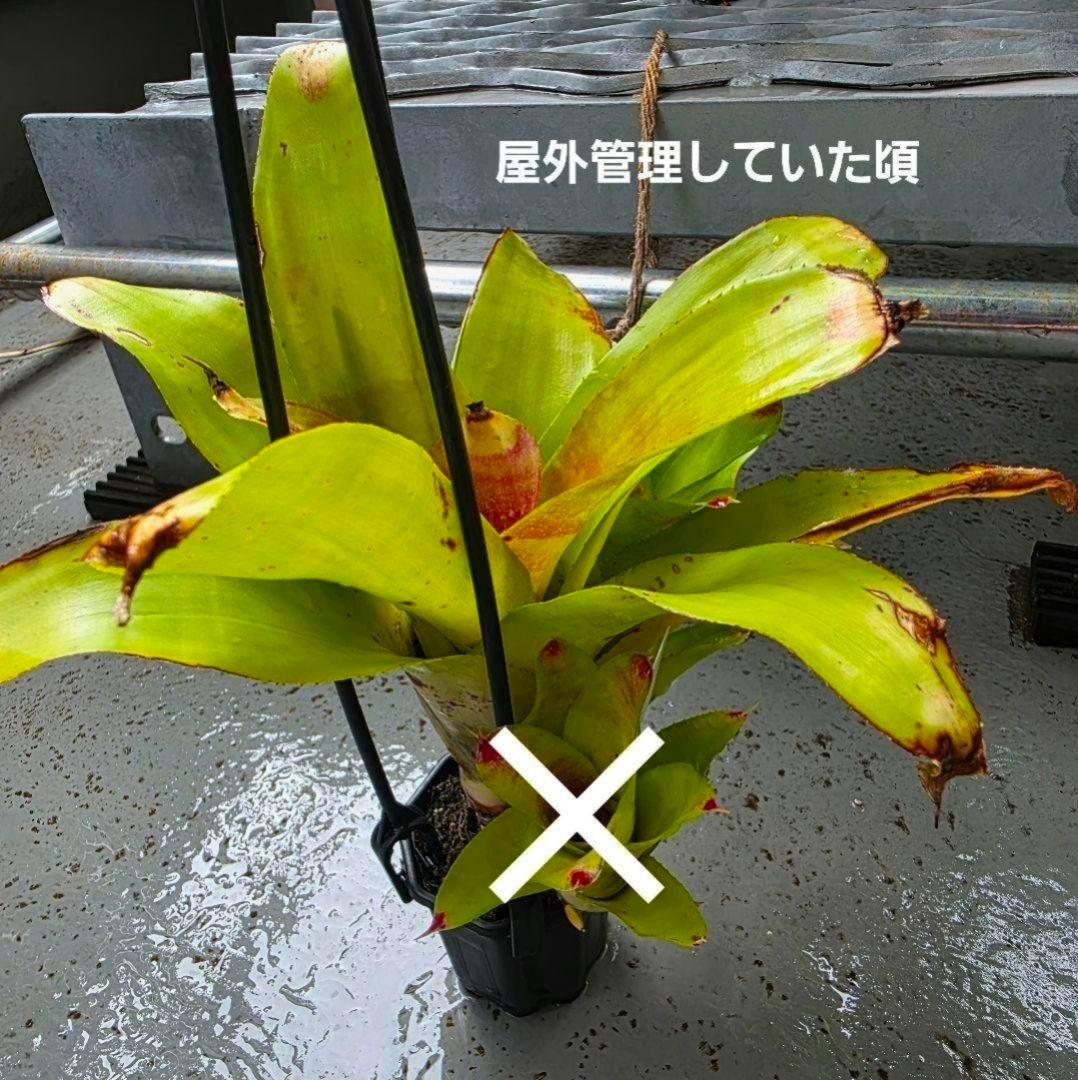 【ネオレゲリア ベストオブショー】まだ子株出るかも♪ 開花済 タンクブロメリア