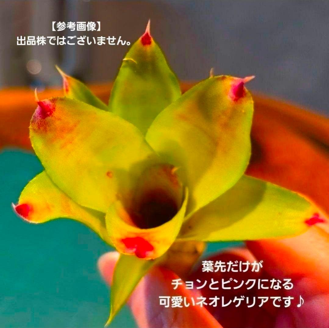 【ネオレゲリア ベストオブショー】まだ子株出るかも♪ 開花済 タンクブロメリア