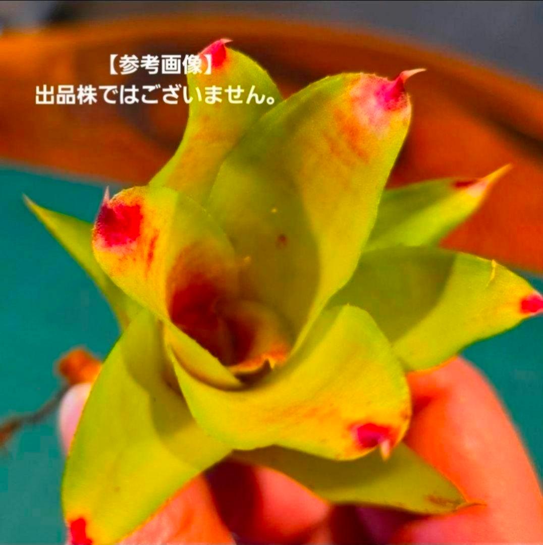 【ネオレゲリア ベストオブショー】まだ子株出るかも♪ 開花済 タンクブロメリア