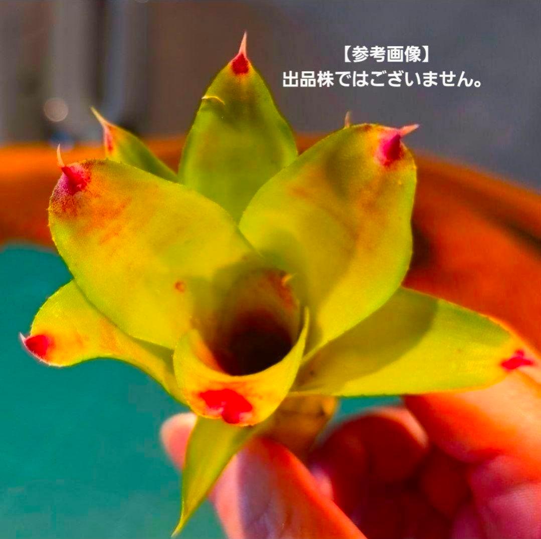 【ネオレゲリア ベストオブショー】まだ子株出るかも♪ 開花済 タンクブロメリア