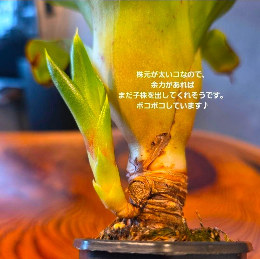 【ネオレゲリア ベストオブショー】まだ子株出るかも♪ 開花済 タンクブロメリア