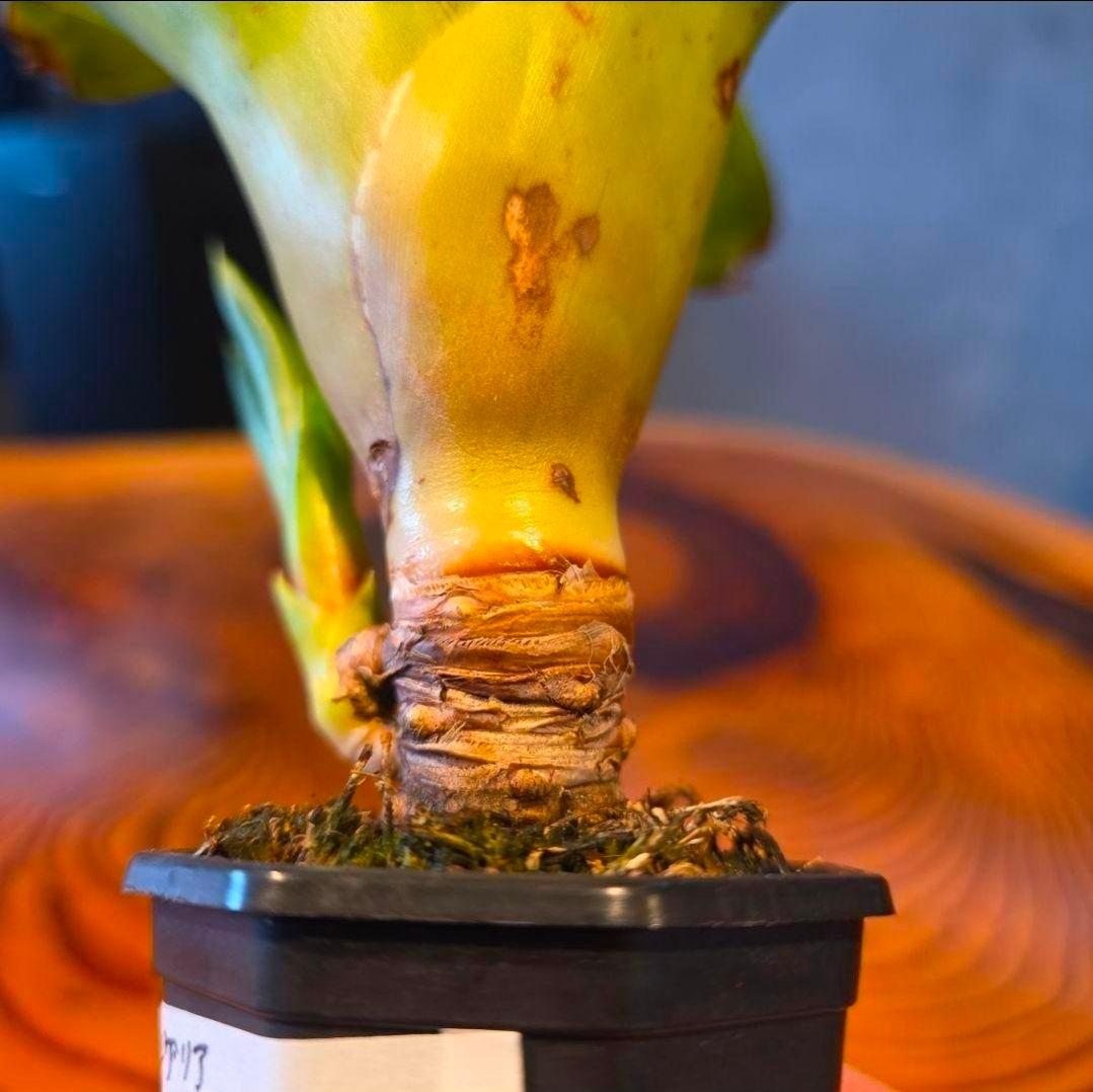 【ネオレゲリア ベストオブショー】まだ子株出るかも♪ 開花済 タンクブロメリア