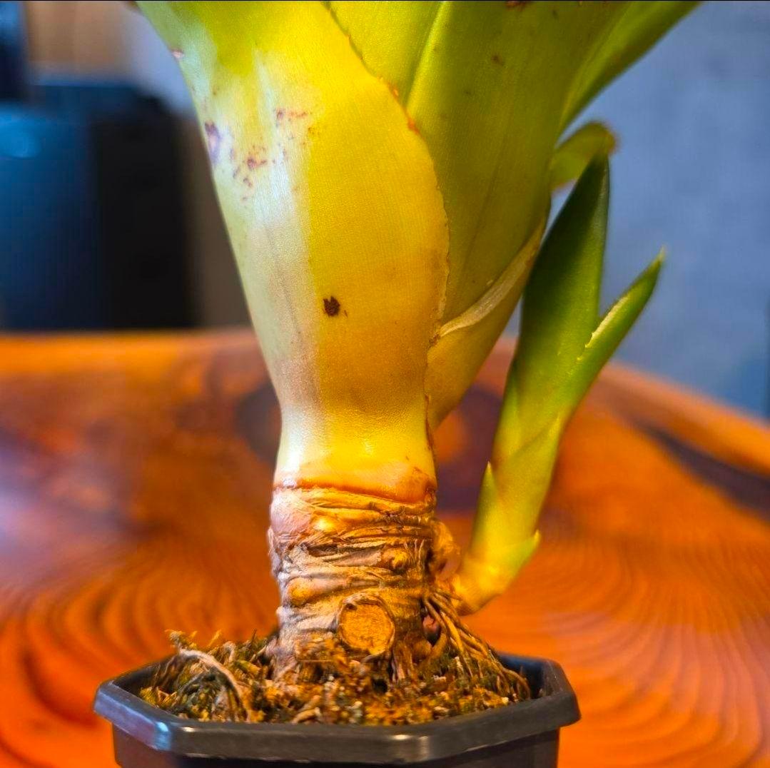 【ネオレゲリア ベストオブショー】まだ子株出るかも♪ 開花済 タンクブロメリア