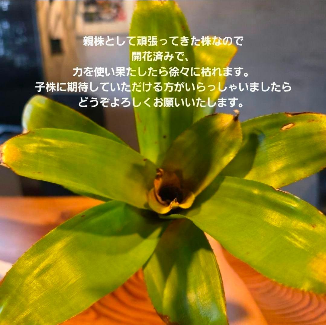 【ネオレゲリア ベストオブショー】まだ子株出るかも♪ 開花済 タンクブロメリア