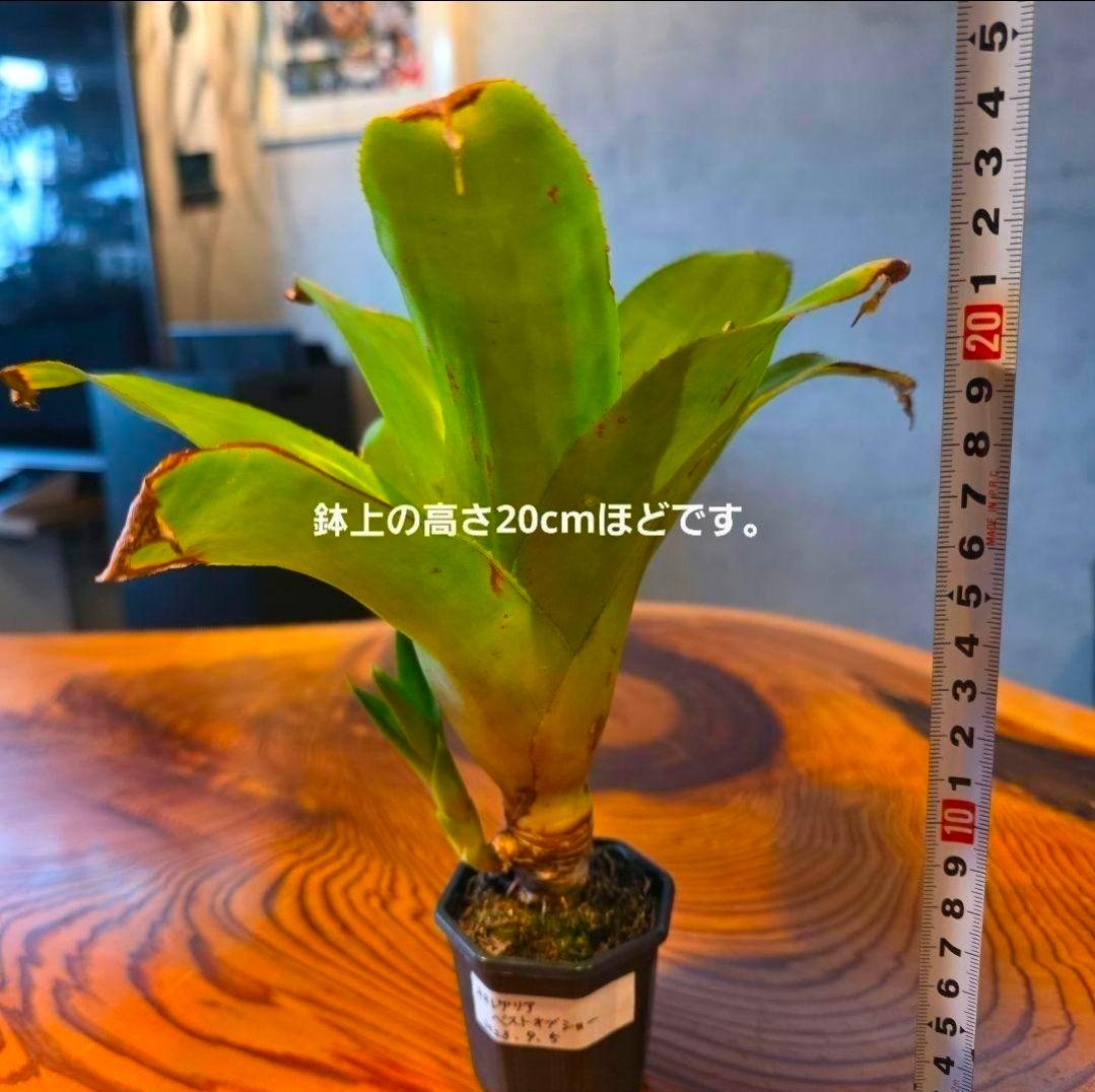 【ネオレゲリア ベストオブショー】まだ子株出るかも♪ 開花済 タンクブロメリア