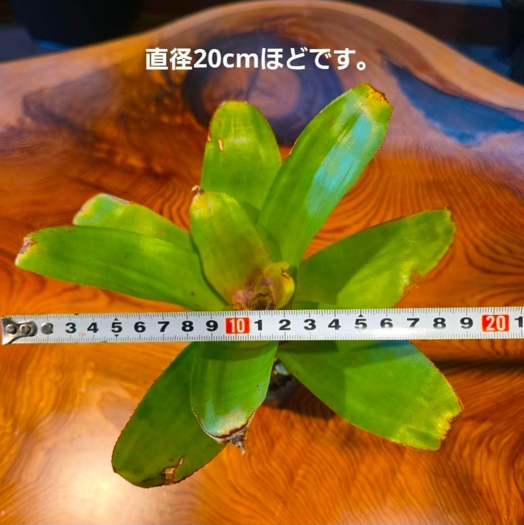 【ネオレゲリア ベストオブショー】まだ子株出るかも♪ 開花済 タンクブロメリア