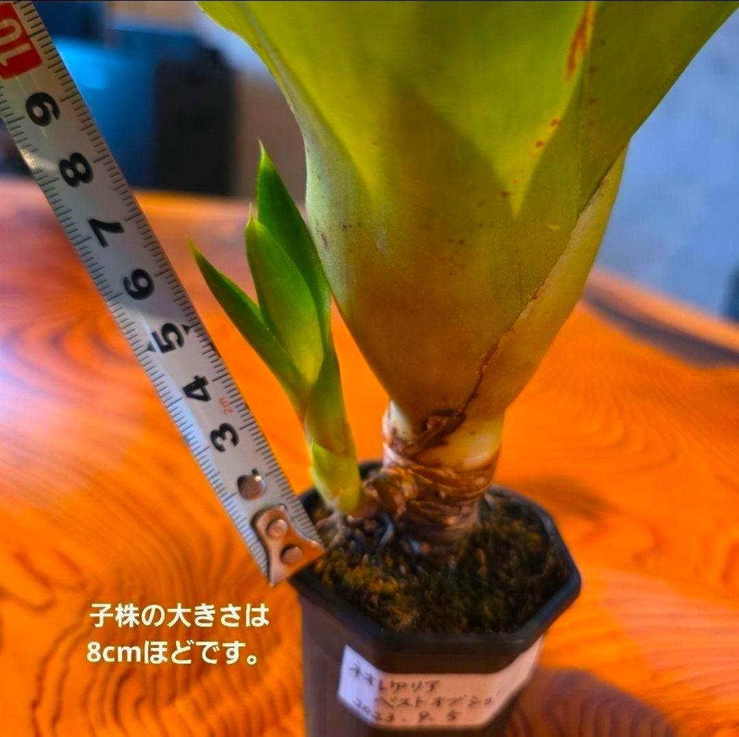 【ネオレゲリア ベストオブショー】まだ子株出るかも♪ 開花済 タンクブロメリア