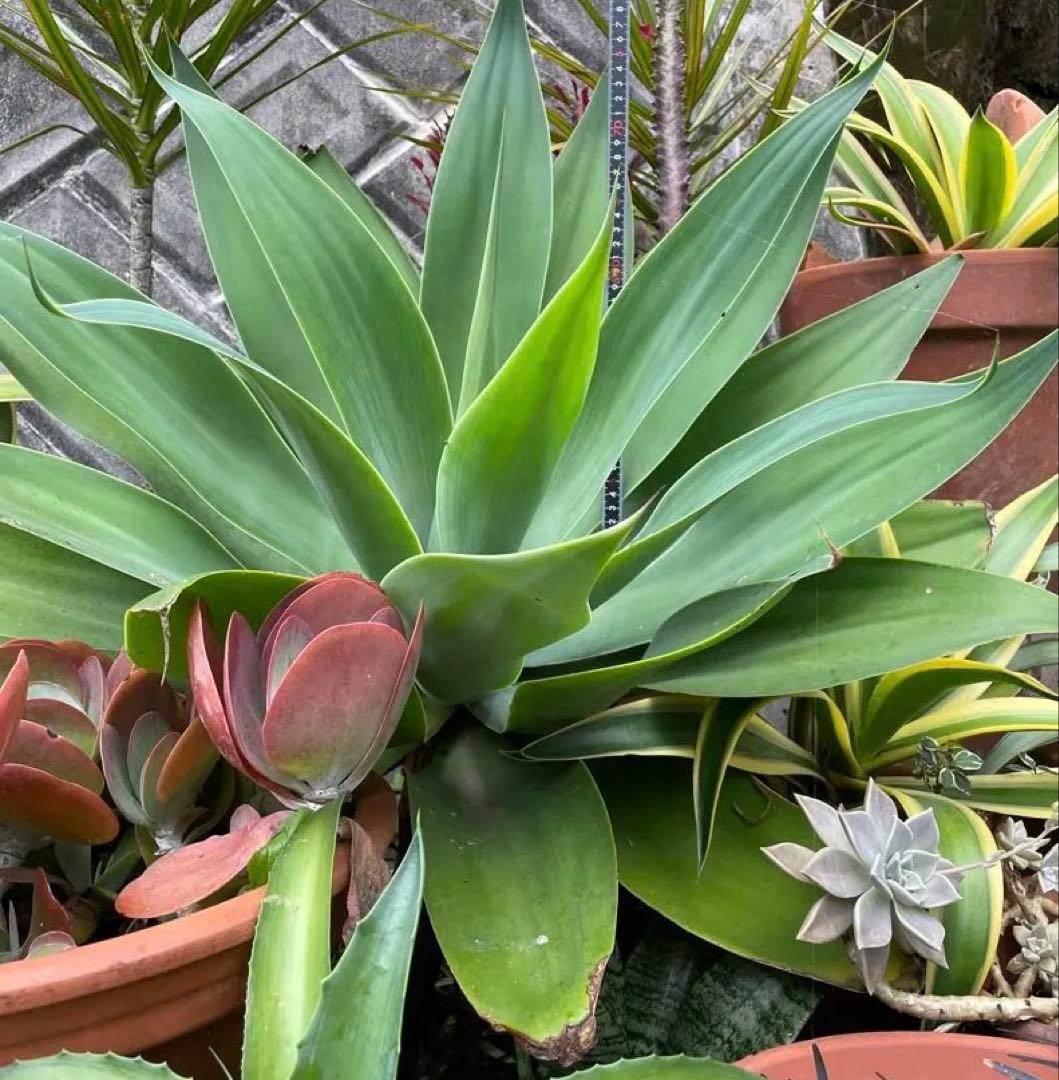 アガベ　超特大　ボーチンブルー　斑入り　レア