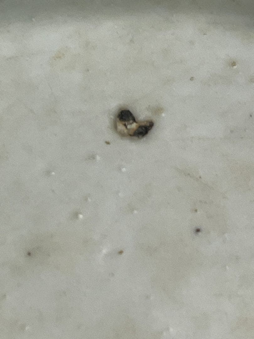 盆栽鉢　植木鉢　陶芸　園芸　盆栽　ガーデニング