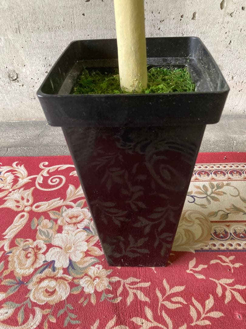 光触媒　人工観葉植物　ウォールグリーン　フェイクグリーン　パキラ12562