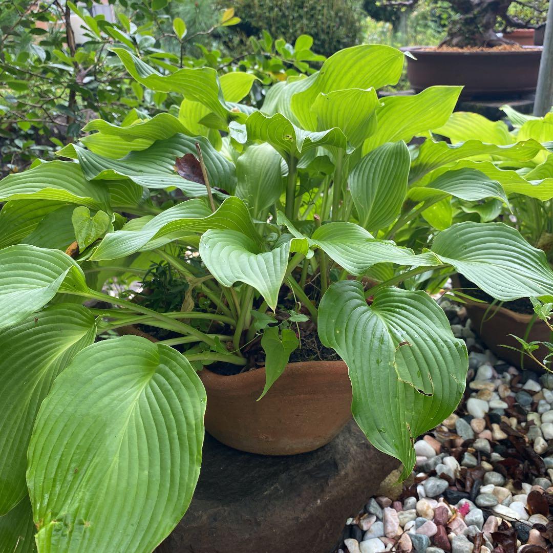 ギボウシ　　きくりんさん‼️