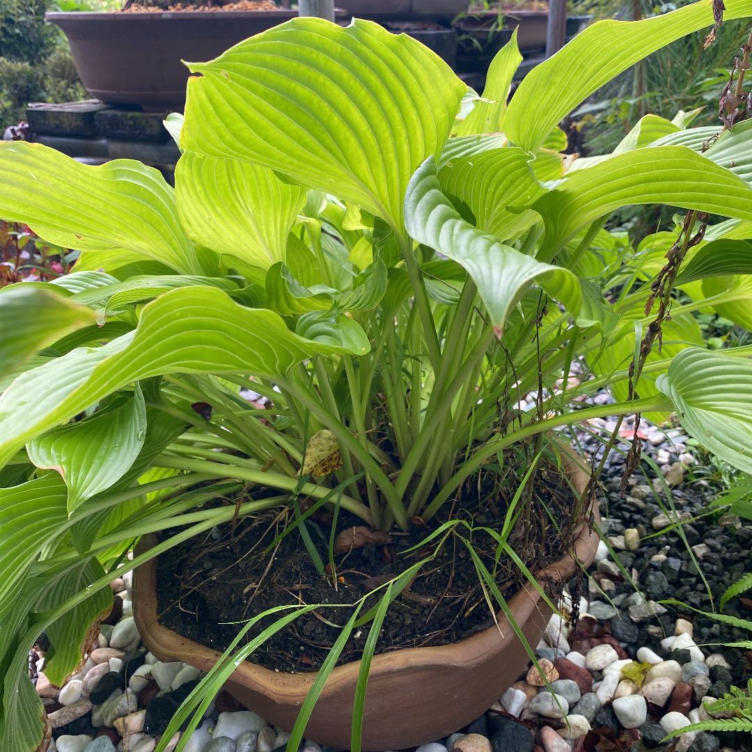 ギボウシ　　きくりんさん‼️