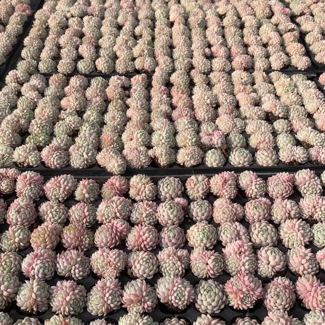 Top【選抜株】多肉植物　22119ピキャッチュー　105個　プラグトレー苗