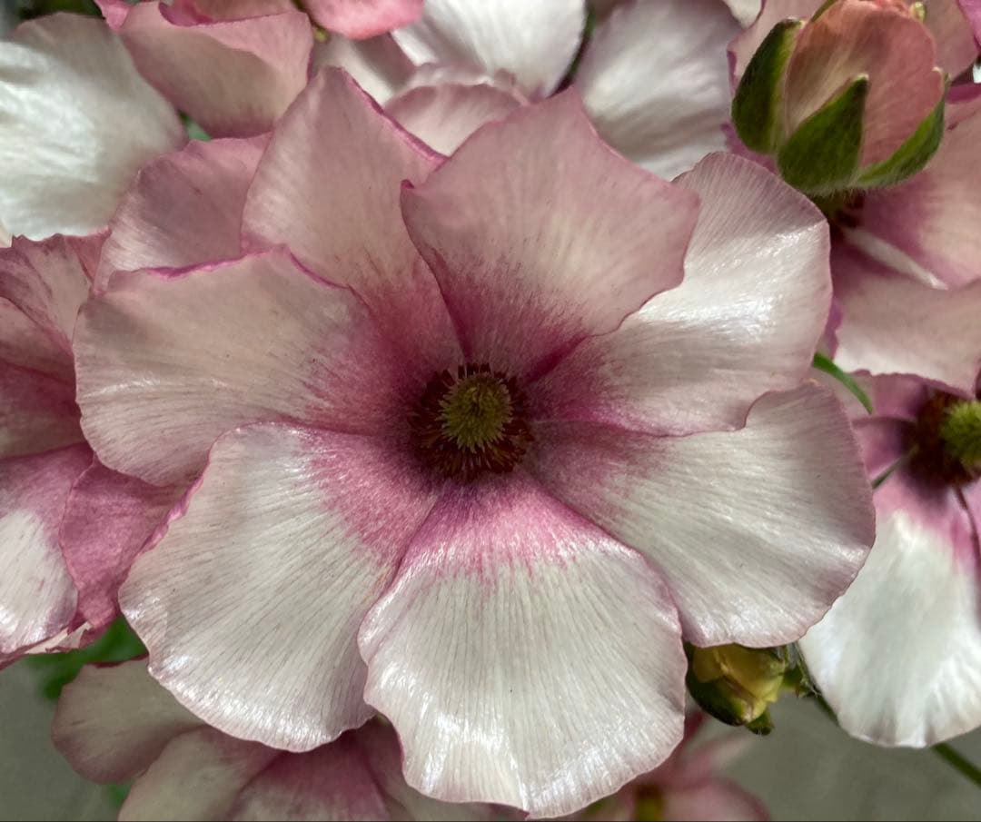 《ラナンキュラスラックス　2苗セット　5号鉢ごと　おまけ チューリップ球根5球》