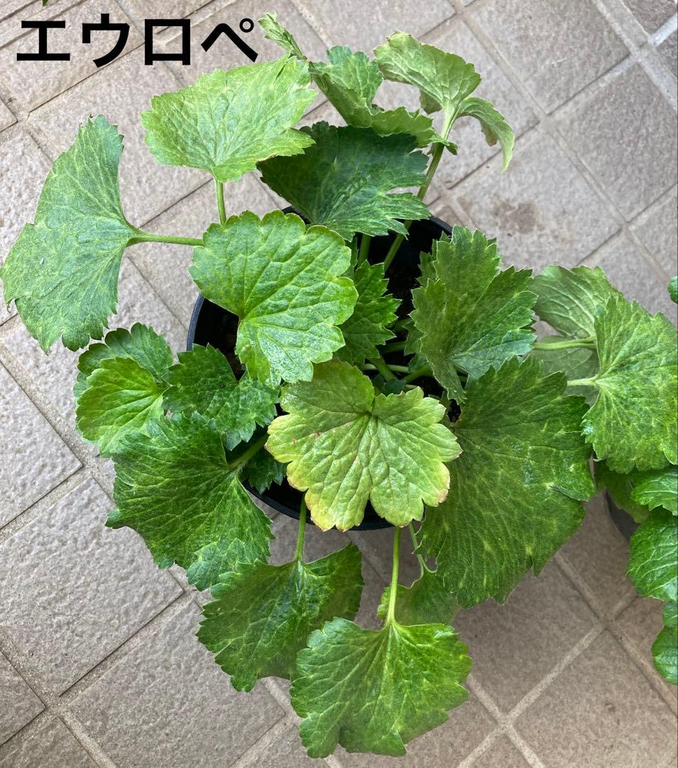 《ラナンキュラスラックス　2苗セット　5号鉢ごと　おまけ チューリップ球根5球》