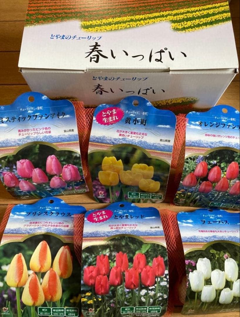 《ラナンキュラスラックス　2苗セット　5号鉢ごと　おまけ チューリップ球根5球》