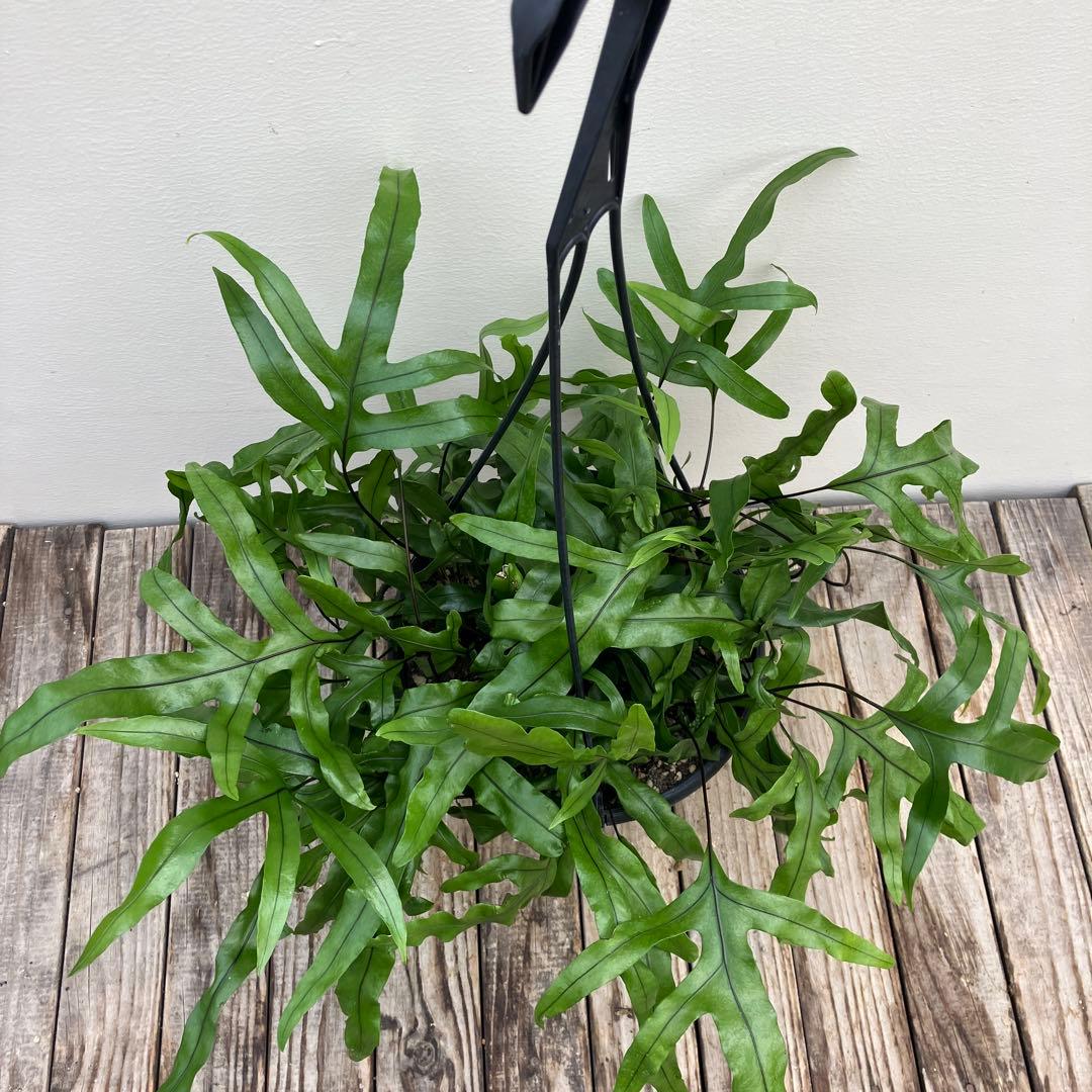 専用　同梱価格ミクロソリウム　カンガルーファーン　吊り鉢