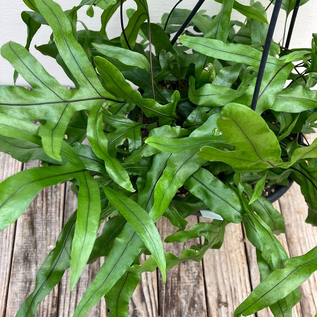 専用　同梱価格ミクロソリウム　カンガルーファーン　吊り鉢