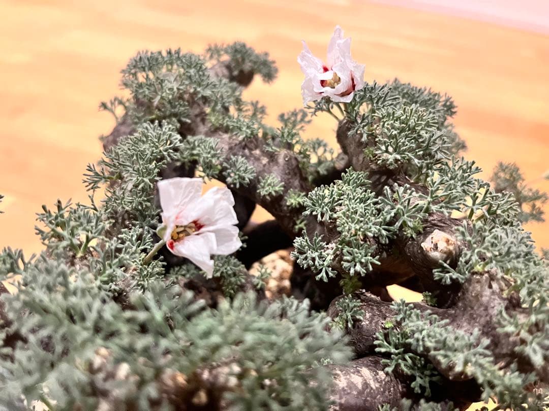 ムルチフィズム 陶器鉢付き 発根済み