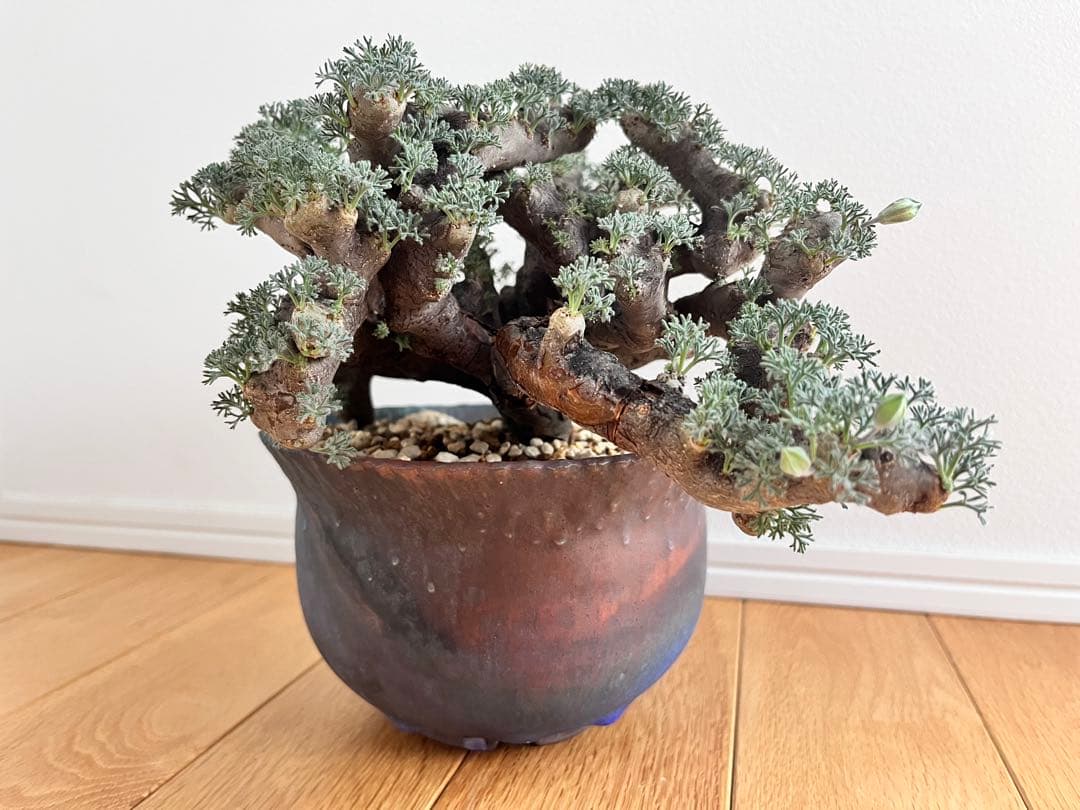 ムルチフィズム 陶器鉢付き 発根済み