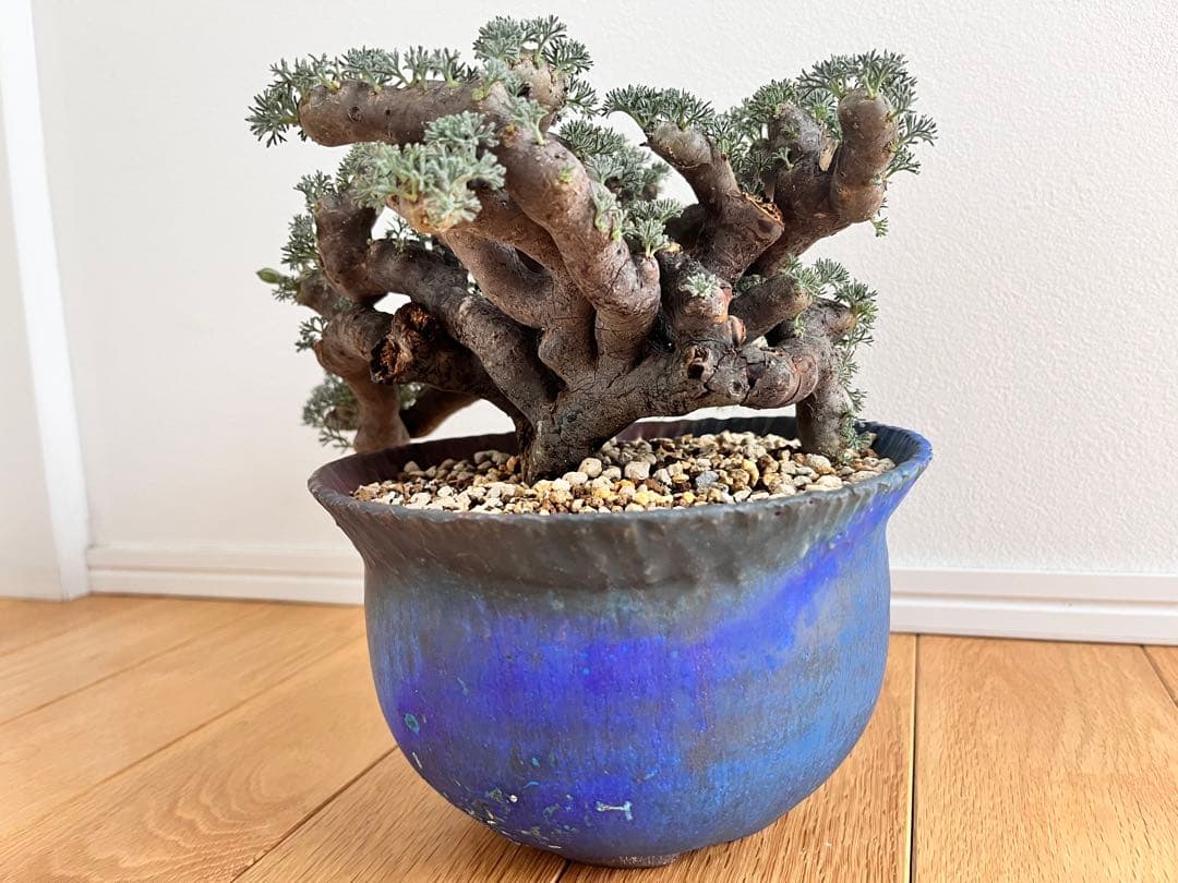 ムルチフィズム 陶器鉢付き 発根済み