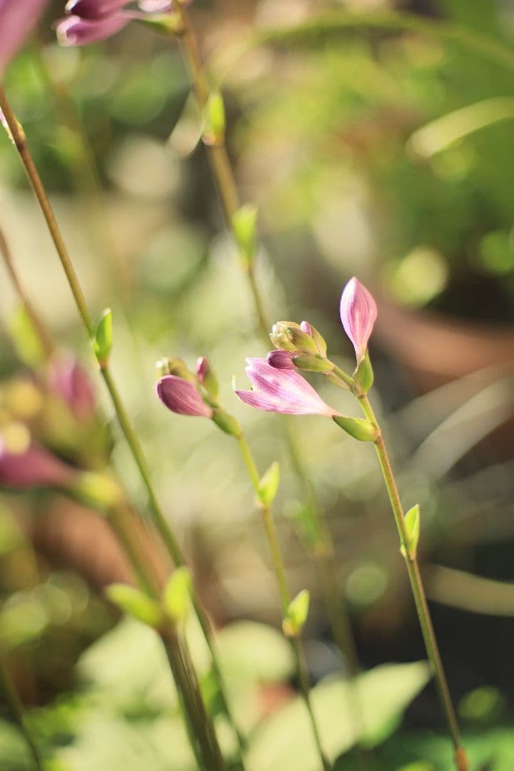 YASHICA AUTO YASHINON DS-M 50mm F1.7【良品】