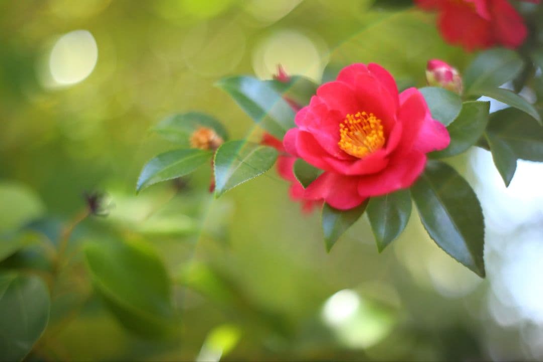 作例あり 整備済 SMC Takumar 50mm f1.4 ふわとろボケ