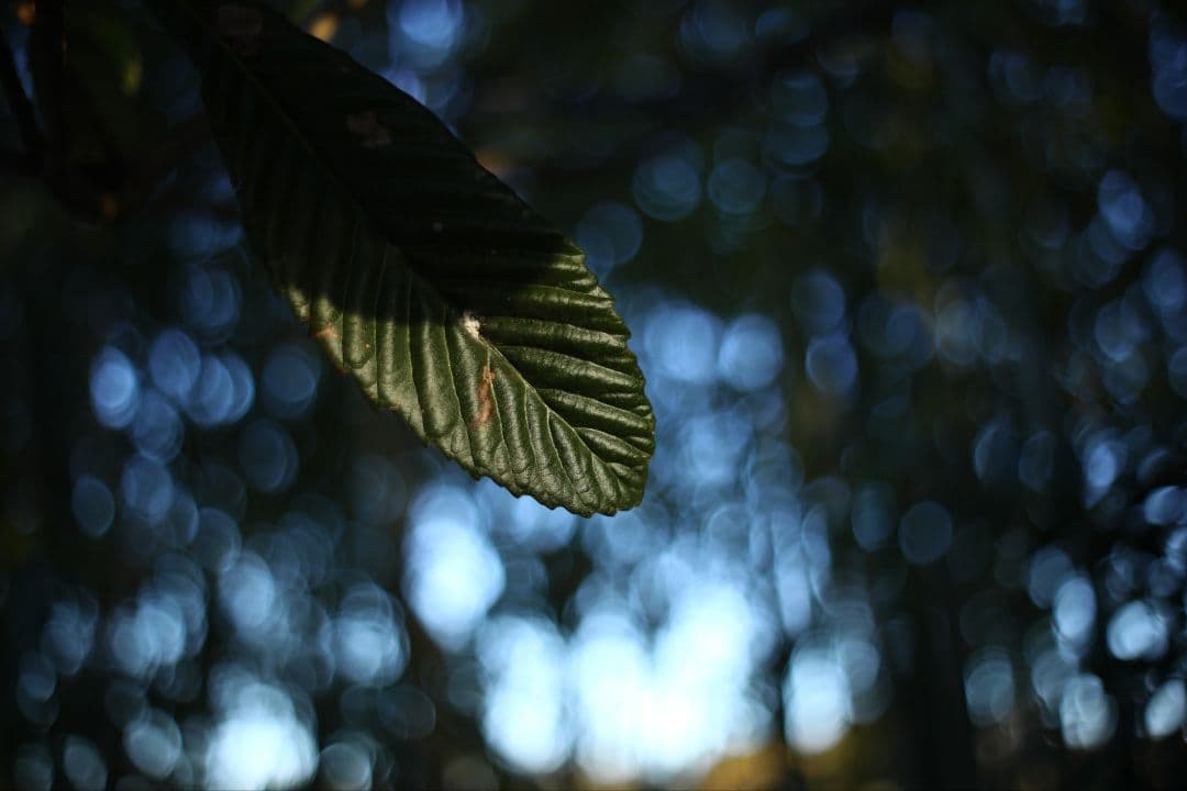 作例あり 整備済 SMC Takumar 50mm f1.4 ふわとろボケ