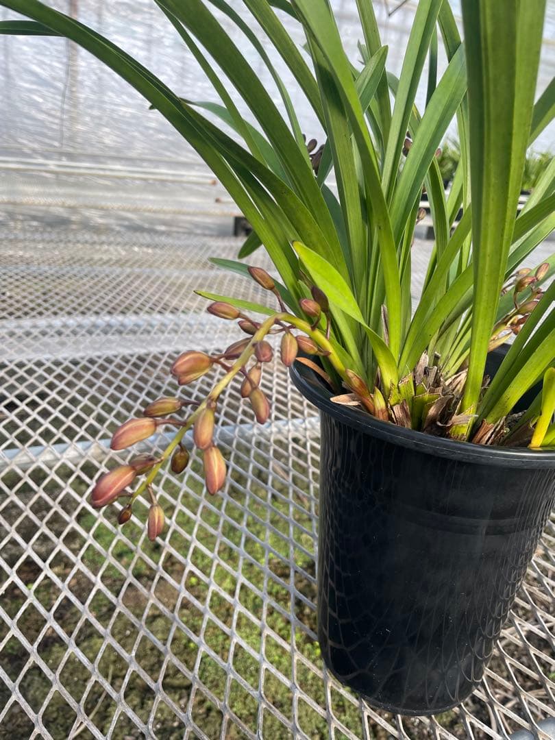 R8年キンリョウヘン花芽5本#5