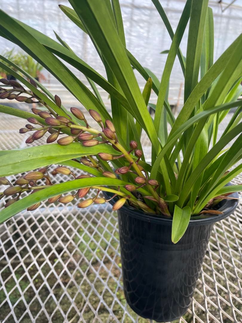 R8年キンリョウヘン花芽5本#5