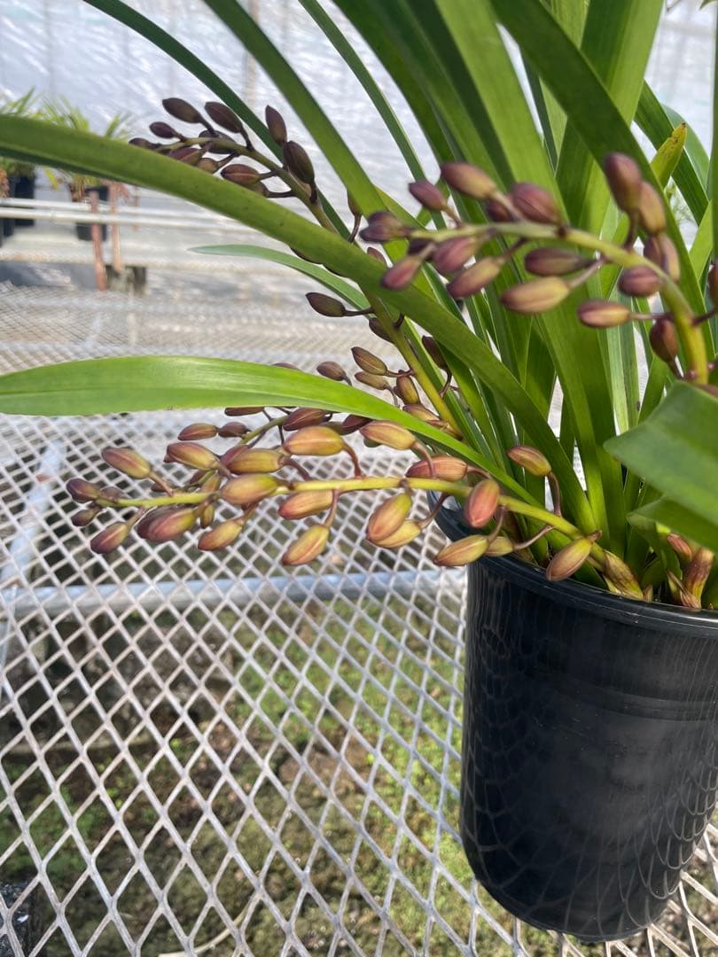 R8年キンリョウヘン花芽5本#5