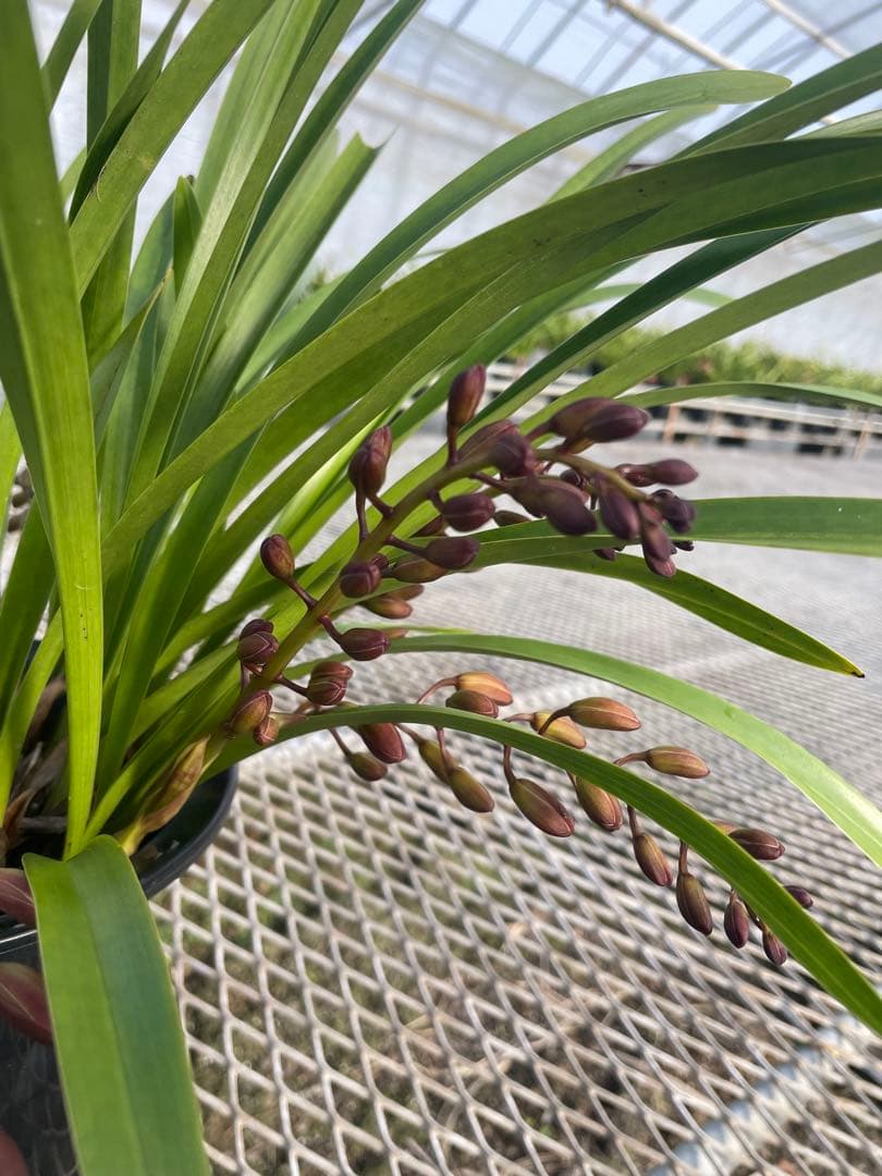 R8年キンリョウヘン花芽5本#5