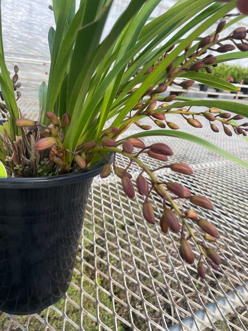 R8年キンリョウヘン花芽5本#5