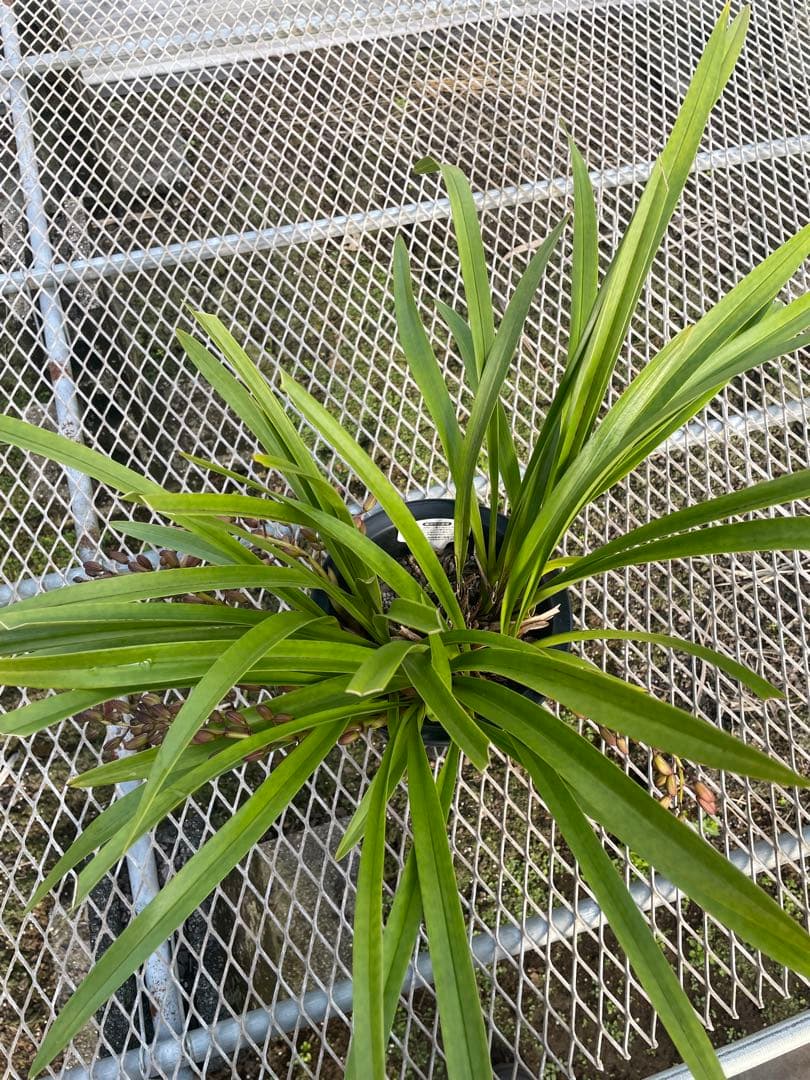 R8年キンリョウヘン花芽5本#5